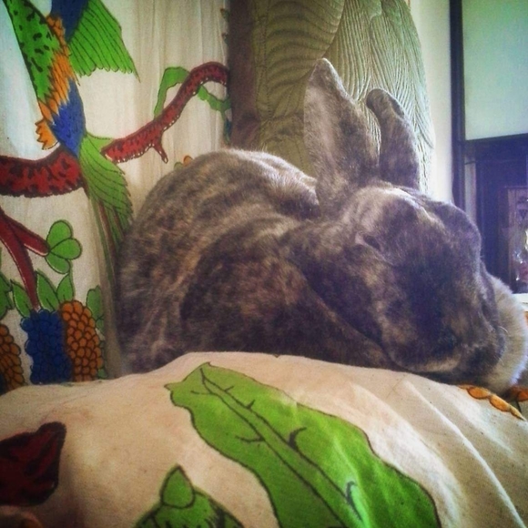 Meet your Posher, Adrienne (Ilene) Ambassador - Picture 3 of 9